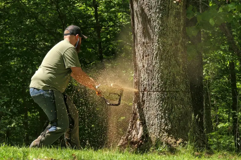 Worker felling a dead tree with a chainsaw at the base of the trunk, sawdust in the air